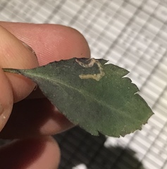 Bucculatrix staintonella