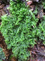 Herzogiella seligeri