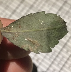 Bucculatrix staintonella