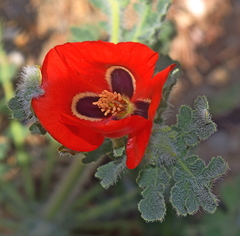 Glaucium corniculatum