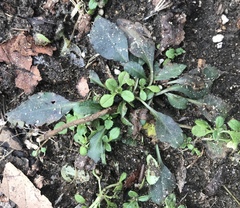 Bucculatrix staintonella