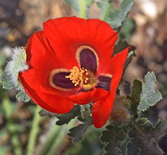 Glaucium corniculatum