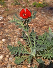 Glaucium corniculatum