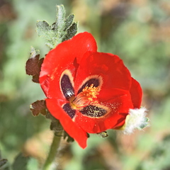 Glaucium corniculatum
