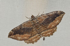 Philereme transversata