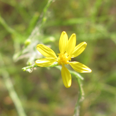 Gutierrezia dracunculoides
