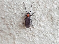 Plecia ruficollis