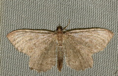 Philereme vetulata