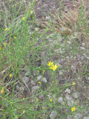 Gutierrezia dracunculoides