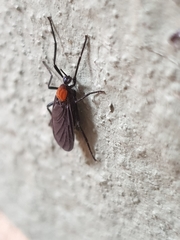 Plecia ruficollis