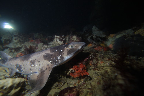 Draughtboard Shark