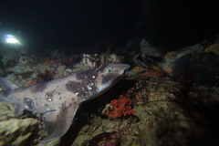 Draughtboard Shark