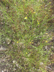 Gutierrezia dracunculoides