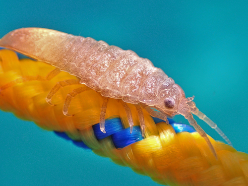 photo of Metallic Isopod (Idotea metallica)