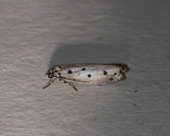 Ethmia heptasema