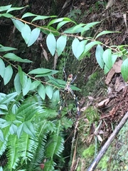 Trichonephila clavata