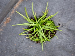 Plagiobothrys figuratus