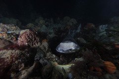 Australian Swellshark photo 4