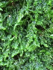 Herzogiella seligeri