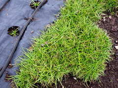 Plagiobothrys figuratus