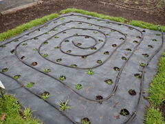 Plagiobothrys figuratus