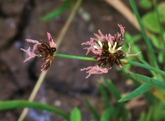 Juncus phaeocephalus