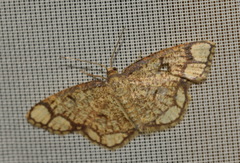 Stegania cararia