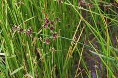 Juncus phaeocephalus