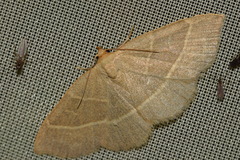 Trisateles emortualis