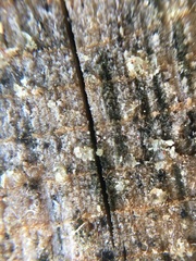 Grosmannia clavigera