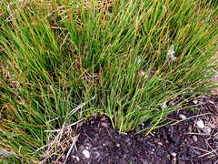 Juncus bolanderi