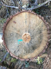 Grosmannia clavigera