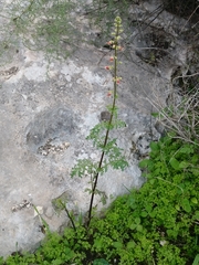 Scrophularia rubricaulis