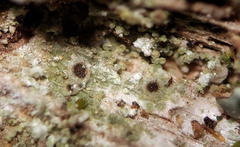 Rinodina papillata