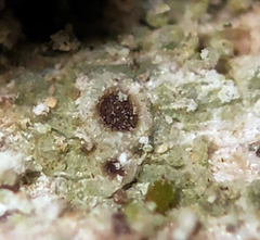 Rinodina papillata