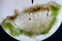 Rinodina papillata