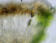 Rinodina papillata