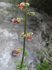 Scrophularia rubricaulis