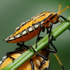 Piezosternum subulatum