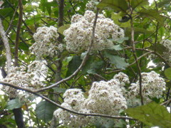 Olearia rani rani