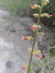 Scrophularia rubricaulis