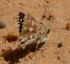 Pyrgus cirsii
