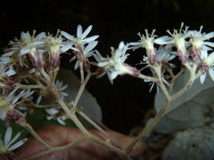 Olearia rani rani