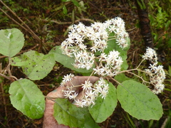 Olearia rani rani