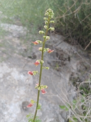 Scrophularia rubricaulis
