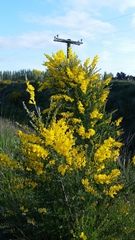 Genista stenopetala