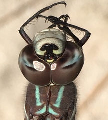 Aeshna walkeri