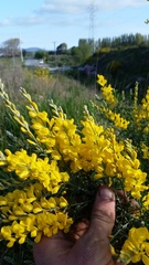 Genista stenopetala
