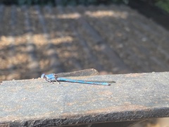 Argia anceps