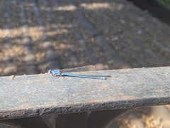 Argia anceps